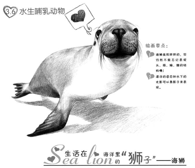 海獅的素描畫法