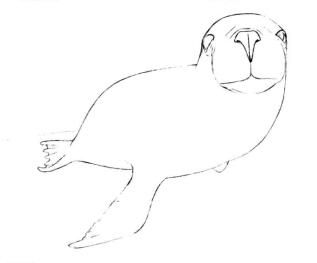 海獅的素描畫線稿畫法步驟03