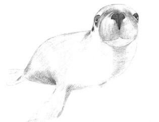 海獅的素描鋪大色畫法步驟01