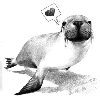 海獅的素描畫法