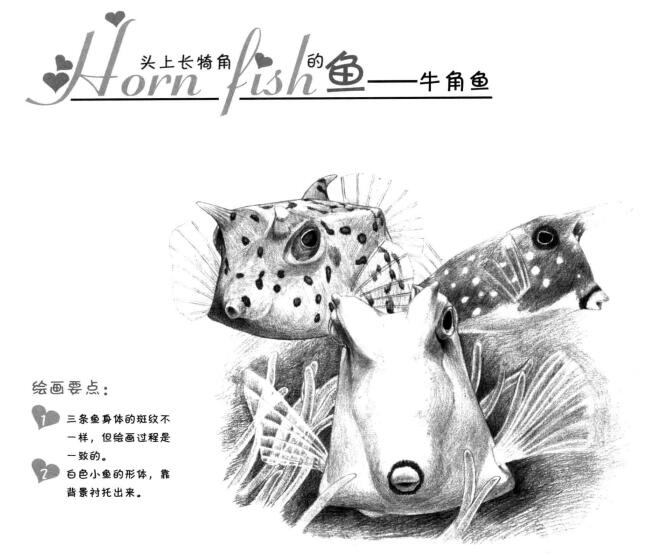 牛角魚素描畫法