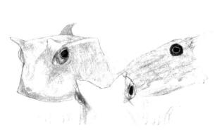 牛角魚素描鋪大色畫法步驟03
