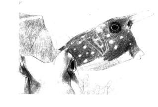 牛角魚素描鋪大色畫法步驟06