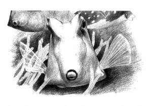 牛角魚素描鋪大色畫法步驟07