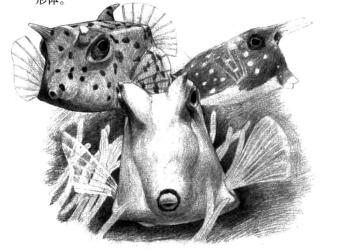 牛角魚素描鋪大色畫法步驟08