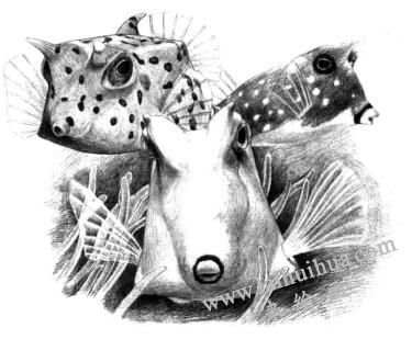 牛角魚素描畫法