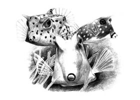 牛角魚(yú)素描畫(huà)法