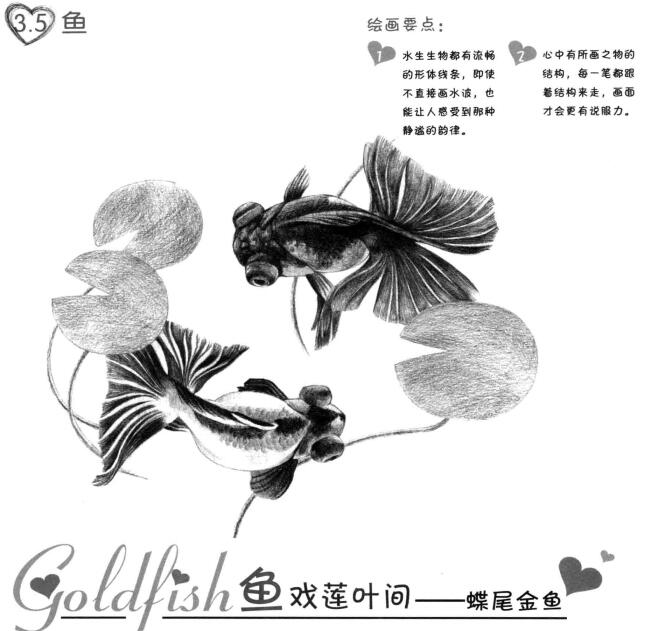 碟尾金魚(yú)的素描畫法