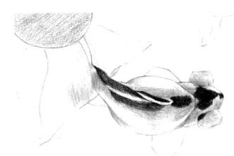 碟尾金魚(yú)素描鋪大色畫法步驟04