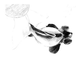 碟尾金魚(yú)素描鋪大色畫法步驟05
