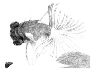 碟尾金魚(yú)素描鋪大色畫法步驟07
