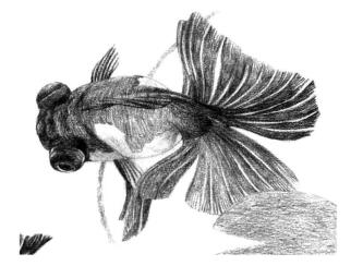 碟尾金魚(yú)素描鋪大色畫法步驟08