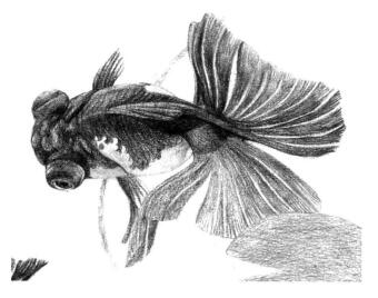 碟尾金魚(yú)素描鋪大色畫法步驟09