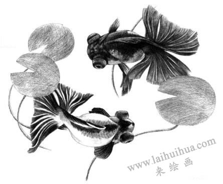 碟尾金魚(yú)素描畫法
