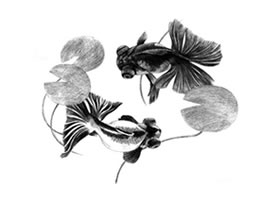 碟尾金魚(yú)的素描畫(huà)法