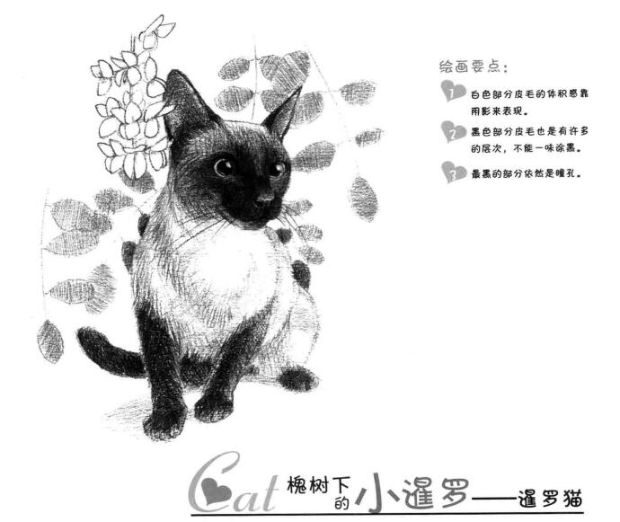 暹羅貓的素描畫法