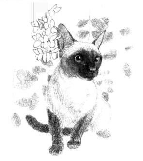 暹羅貓的素描畫法步驟