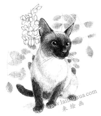 暹羅貓的素描畫