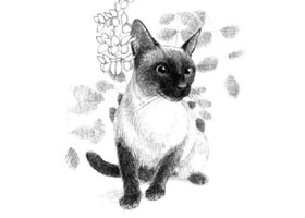暹羅貓的素描畫(huà)法