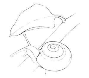 蝸牛的素描畫(huà)線(xiàn)稿畫(huà)法步驟04