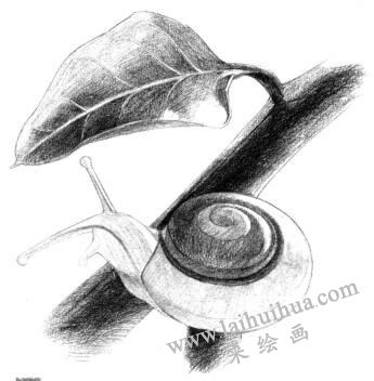 蝸牛的素描鋪大色畫(huà)法步驟06