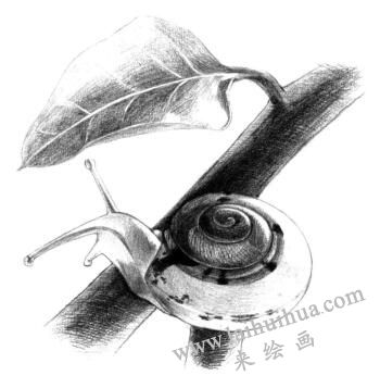 蝸牛的素描鋪大色畫(huà)法步驟09