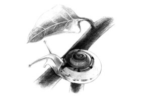 蝸牛素描畫(huà)法（一）