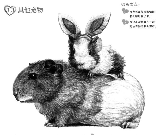 天竺鼠畫法步驟,小豚鼠素描畫法,小倉(cāng)鼠素描畫法
