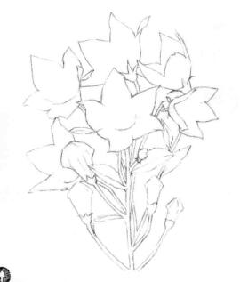 桔?；ǖ乃孛璁嬀€稿畫法步驟02