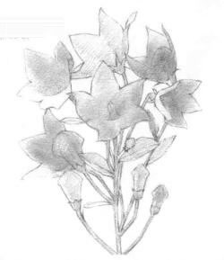 桔梗花的素描鋪大色畫法步驟01