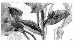 桔梗花的素描逐個(gè)細(xì)化畫法步驟02