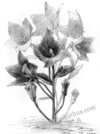 桔梗花的素描逐個(gè)細(xì)化畫法步驟04