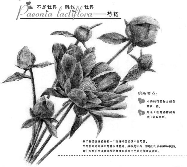 芍藥的素描畫法