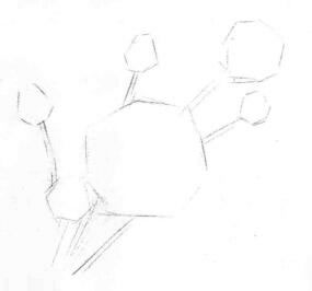 芍藥的素描畫線稿畫法步驟02