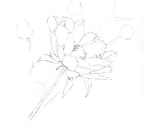 芍藥的素描畫線稿畫法步驟03