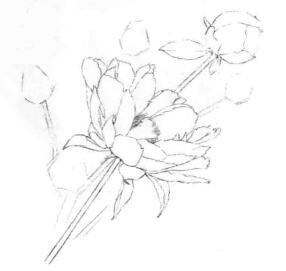 芍藥的素描畫線稿畫法步驟04