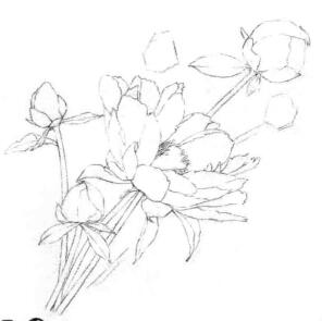 芍藥的素描畫線稿畫法步驟05