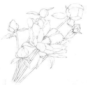 芍藥的素描畫線稿畫法步驟06