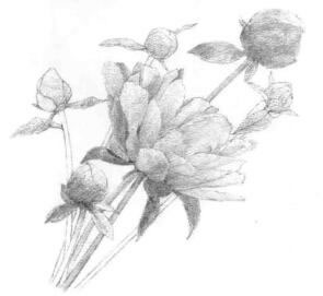 芍藥的素描鋪大色畫法步驟02