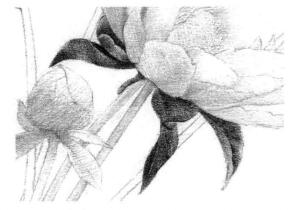 芍藥的素描逐個(gè)細(xì)化畫法步驟01
