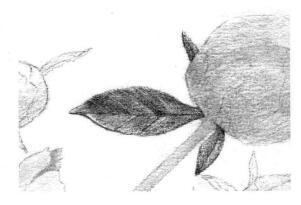 芍藥的素描逐個(gè)細(xì)化畫法步驟02