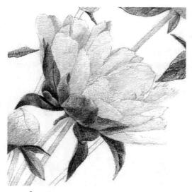 芍藥的素描逐個(gè)細(xì)化畫法步驟05