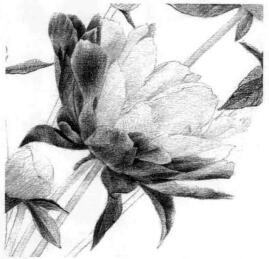 芍藥的素描逐個(gè)細(xì)化畫法步驟06