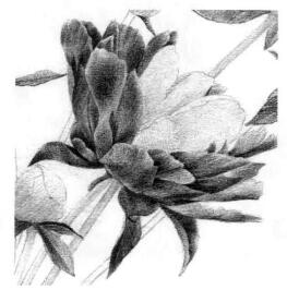 芍藥的素描逐個(gè)細(xì)化畫法步驟07