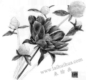 芍藥的素描逐個(gè)細(xì)化畫法步驟08