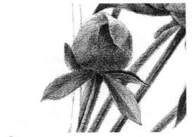 芍藥的素描逐個(gè)細(xì)化畫法步驟11