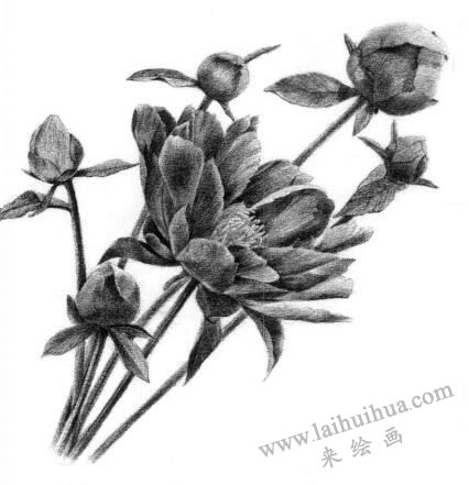 芍藥的素描逐個(gè)細(xì)化畫法步驟12