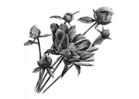 芍藥的素描畫(huà)法