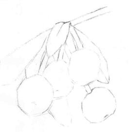 枇杷果的素描畫線稿畫法步驟02