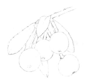 枇杷果的素描畫線稿畫法步驟03